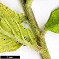 SpeciesSub: subsp. exasperatum